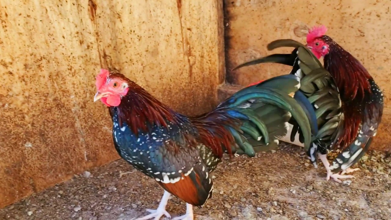 Got these bantams today
