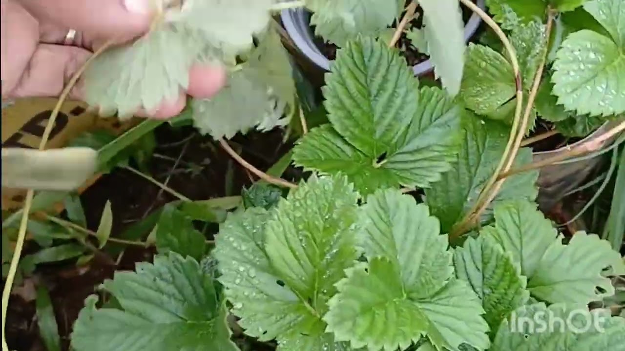 My Strawberry Trees have more ripe ones right now. Gardening#farming