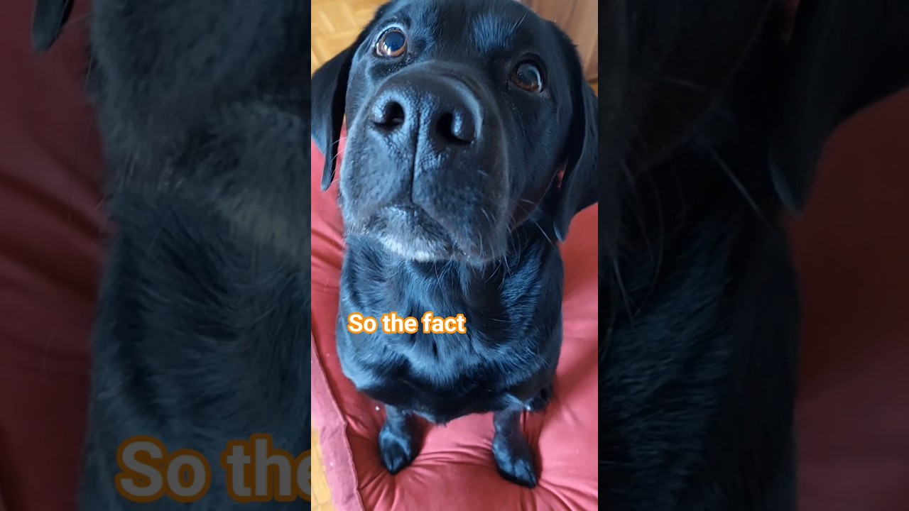 Labrador & facts 