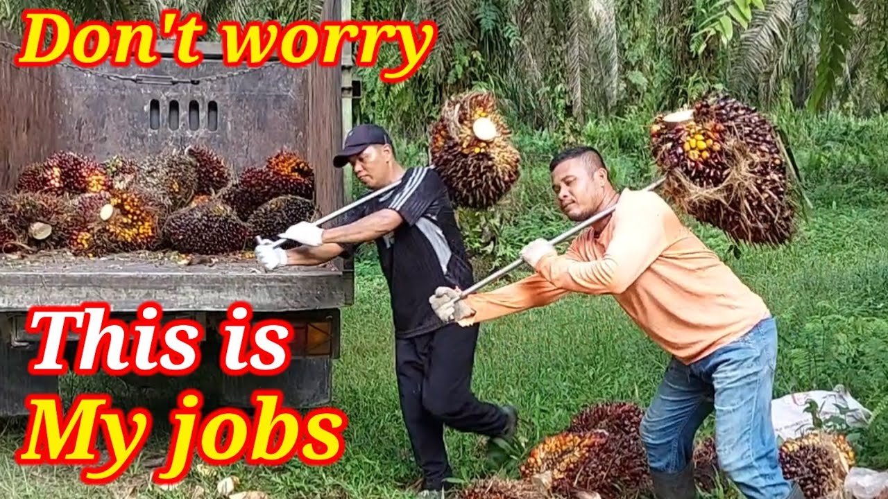 🟢Sawit Riau‼️Muat dalam Hdl-136 ps‼️Buahnya besar bangat‼️Riau tiada lawan👍👍👍