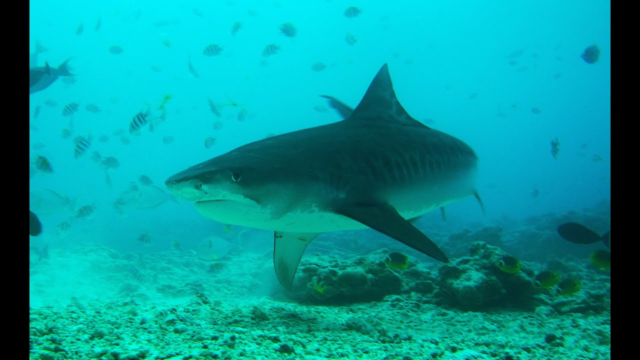 Tiger Sharks of Fuvahmulah
