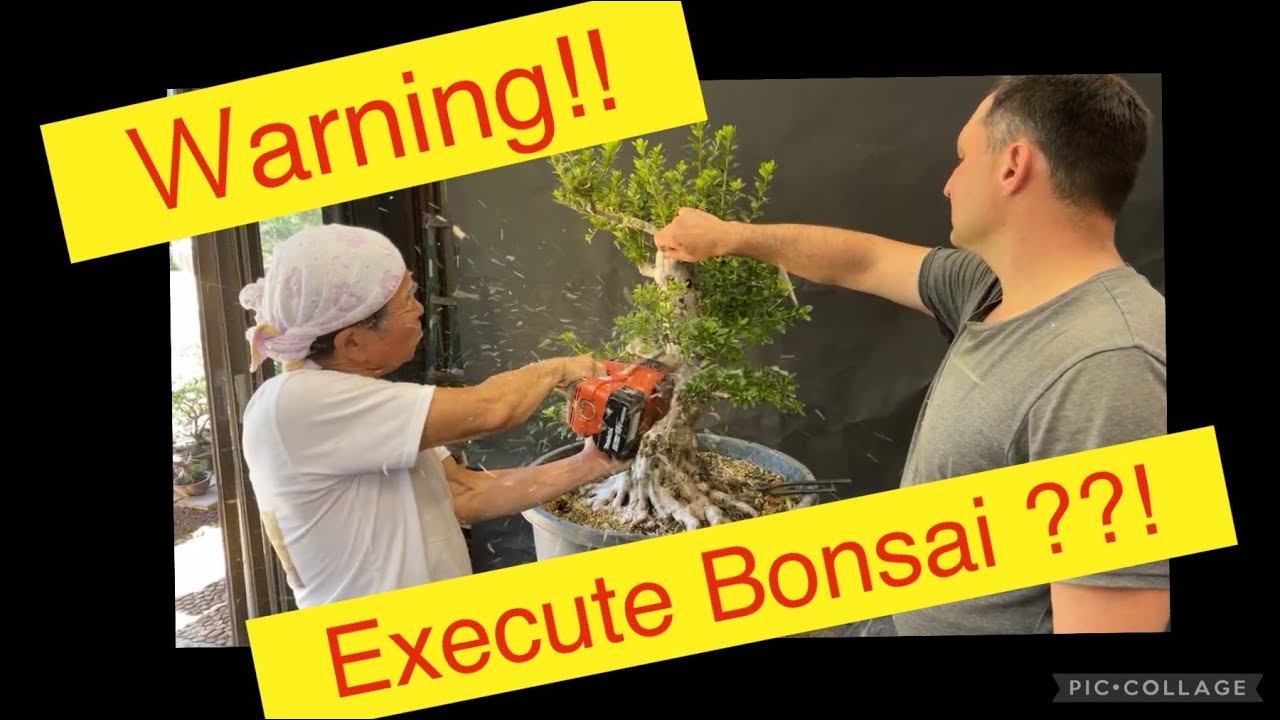 Master Kobayashi Azalea Form change？！ 小林國雄、皐月盆栽の処刑？！