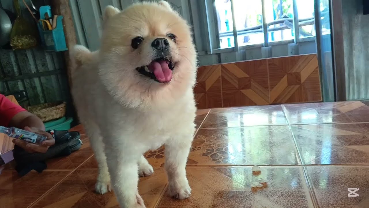 My dog is eating fruit.