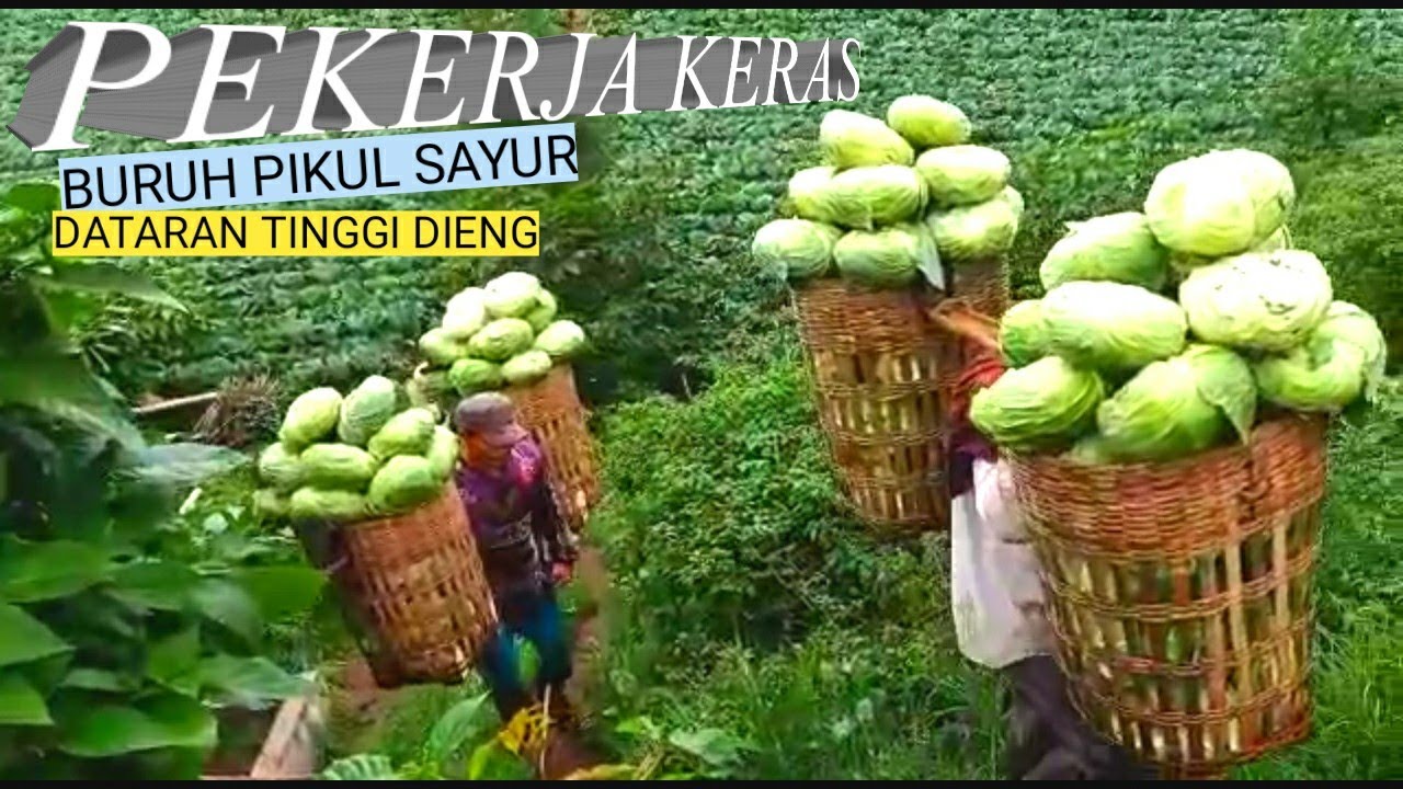 PEKERJA KERAS BURUH PIKUL SAYUR || DATARAN TINGGI DIENG.