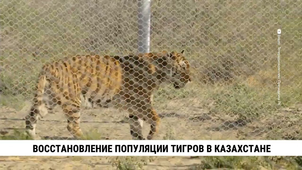 Восстановление популяции тигров в Казахстане