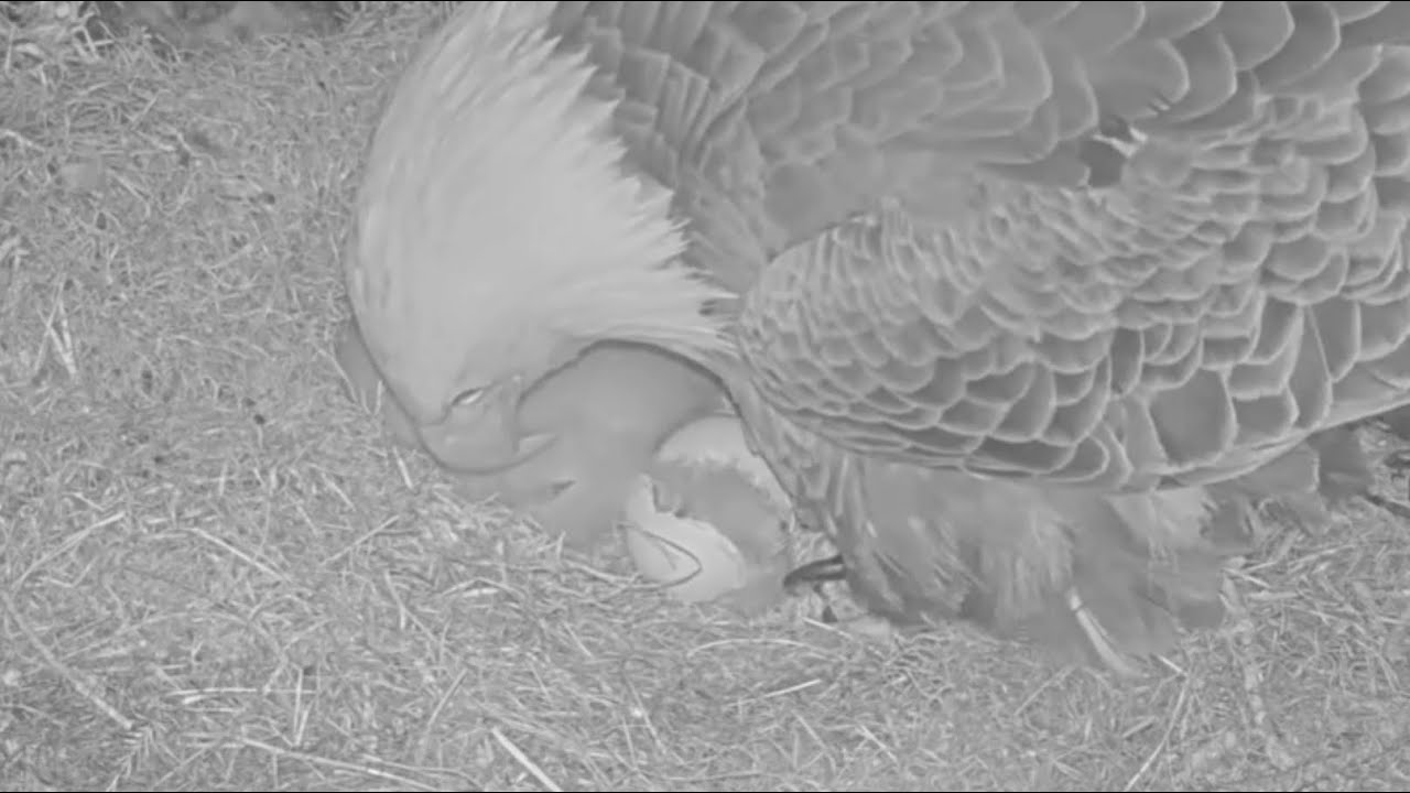 Winter Park Eagle Cam on 1/14/26  E2  almost out of the shell