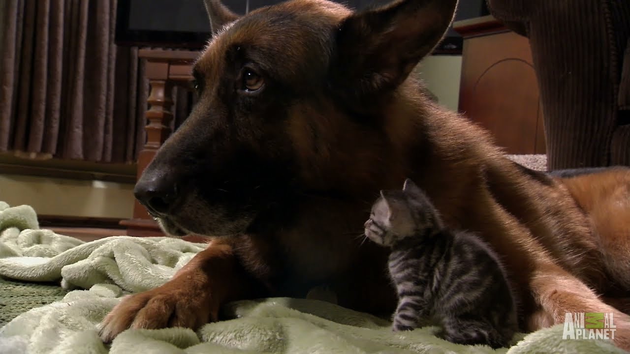 Puppies and Kittens Share Their Love | Too Cute!