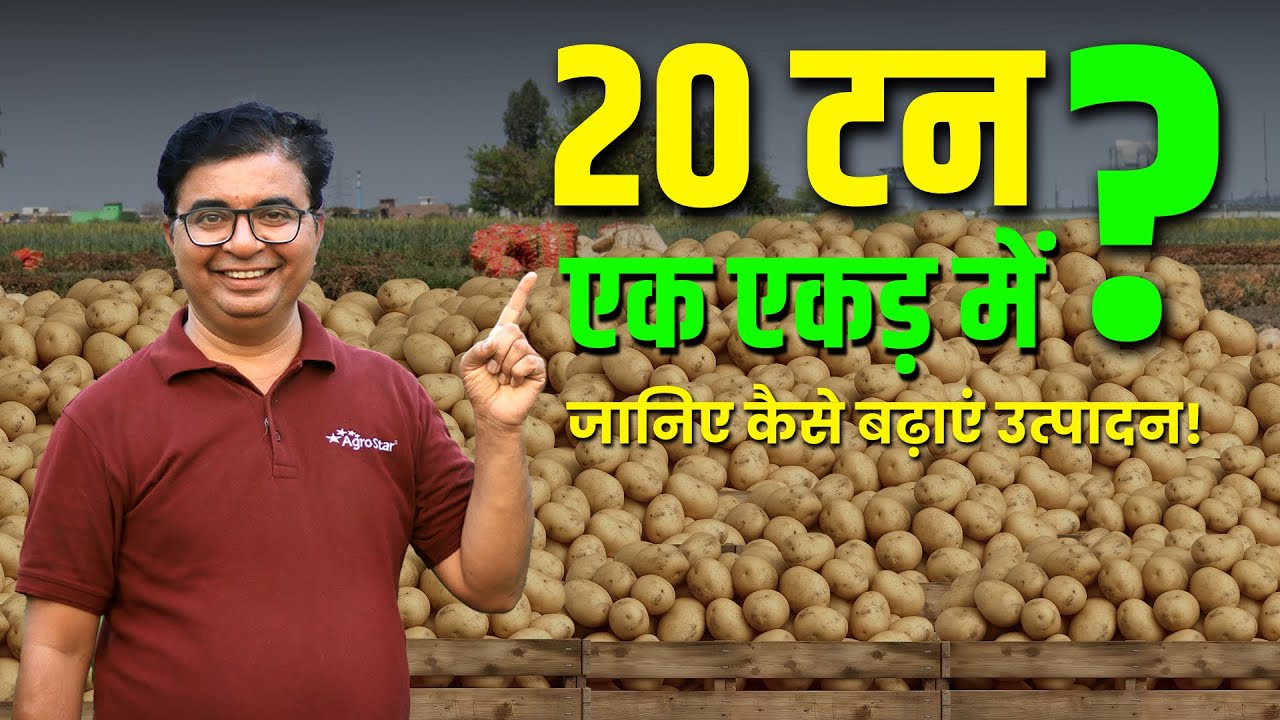 आलू की खेती 🥔 कब और कैसे करें l High yield variety 🤑 | Potato farming | AgroStar