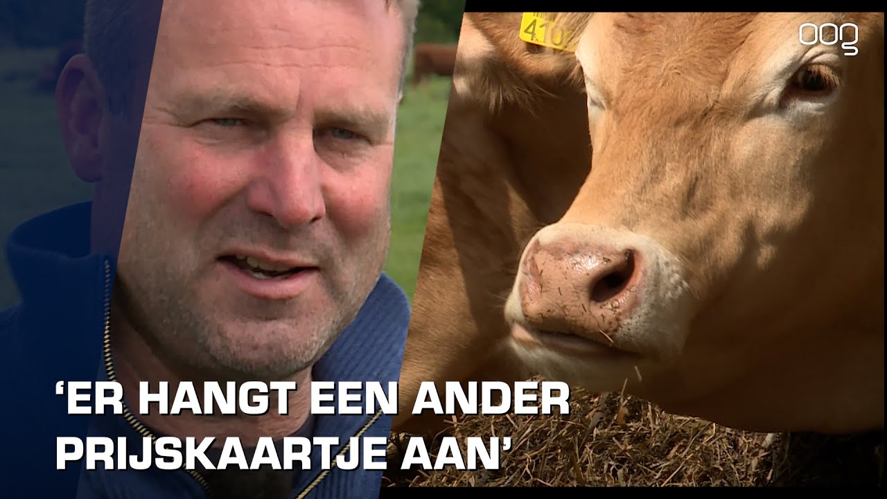 Boer in Noordlaren geeft koeien alle ruimte