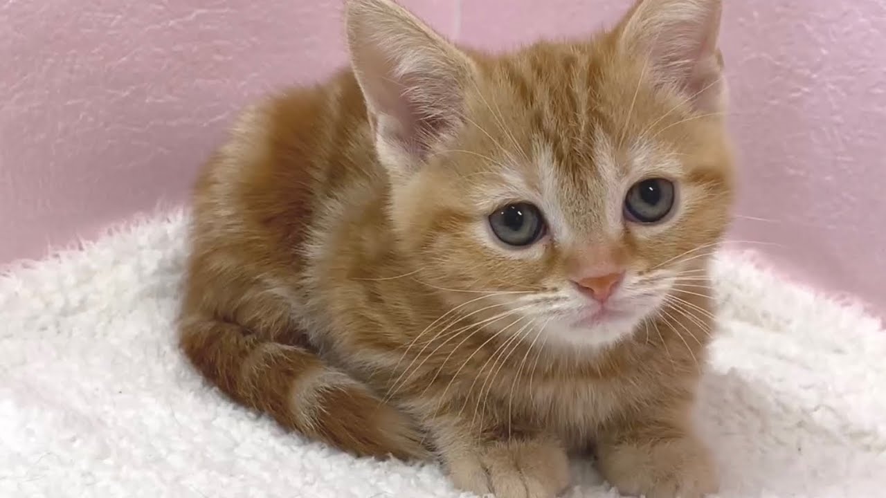 【 ペットショップマルワン板橋志村坂下店 】大人気の猫種！！アメリカンショートヘアの女の子がマルワン志村坂下店に登場！