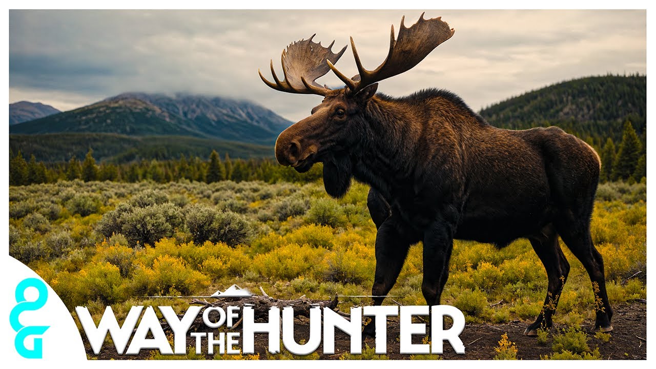My Moose Suck On Aurora Shores Lets Fix Them!  | Way of the Hunter