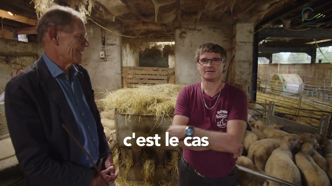 La luzerne & vous Episode 14. VERSION COURTE. Elevages ovins.