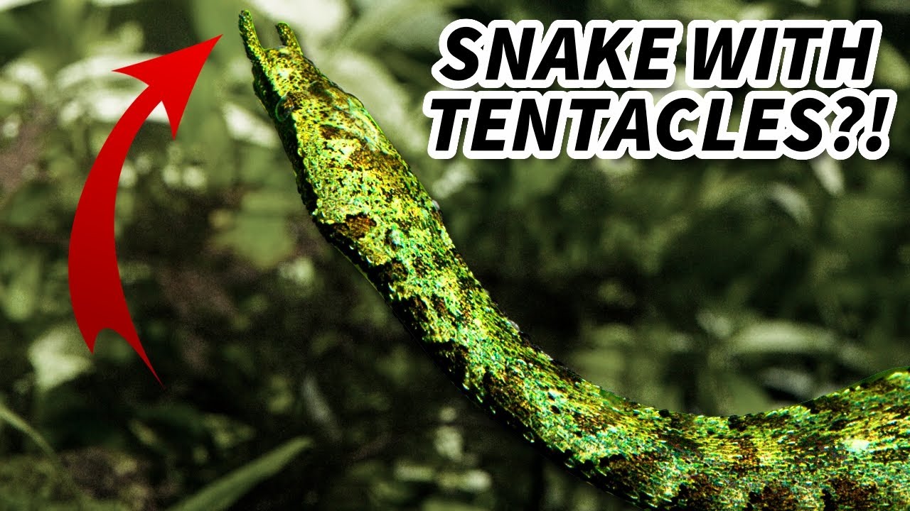 Tentacled Snake Facts: a SNAKE with TENTACLES 🐍 Animal Fact Files