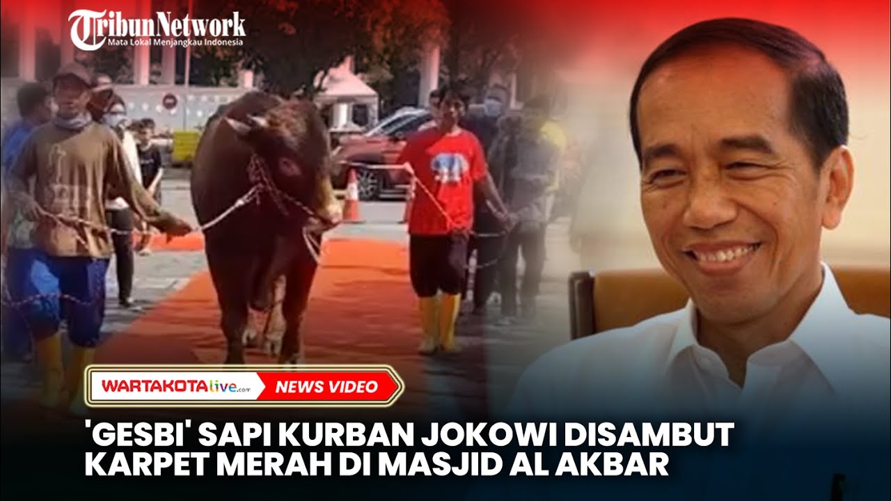'Gesbi' Sapi Kurban Jokowi Disambut Karpet Merah di Masjid Al Akbar