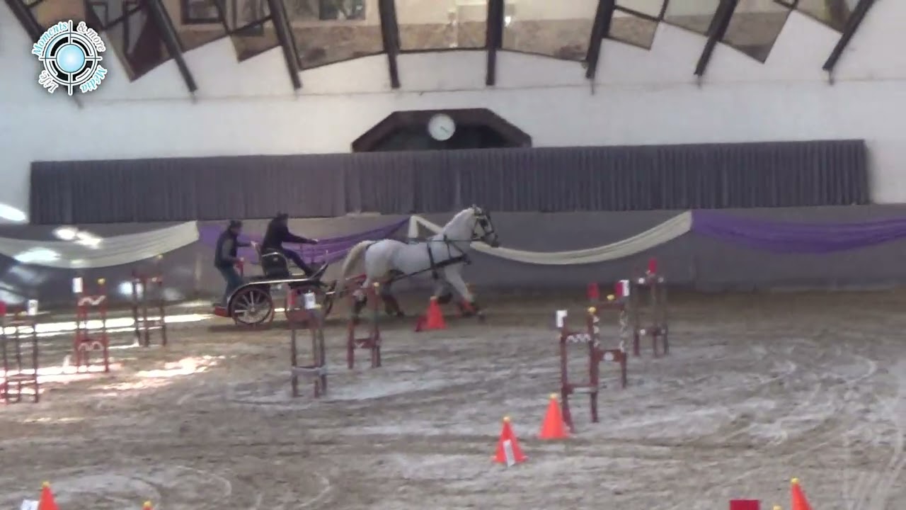 Barkóczi Róbert I. forduló, fedeles fogathajtás |  Indoor Obstacle Driving