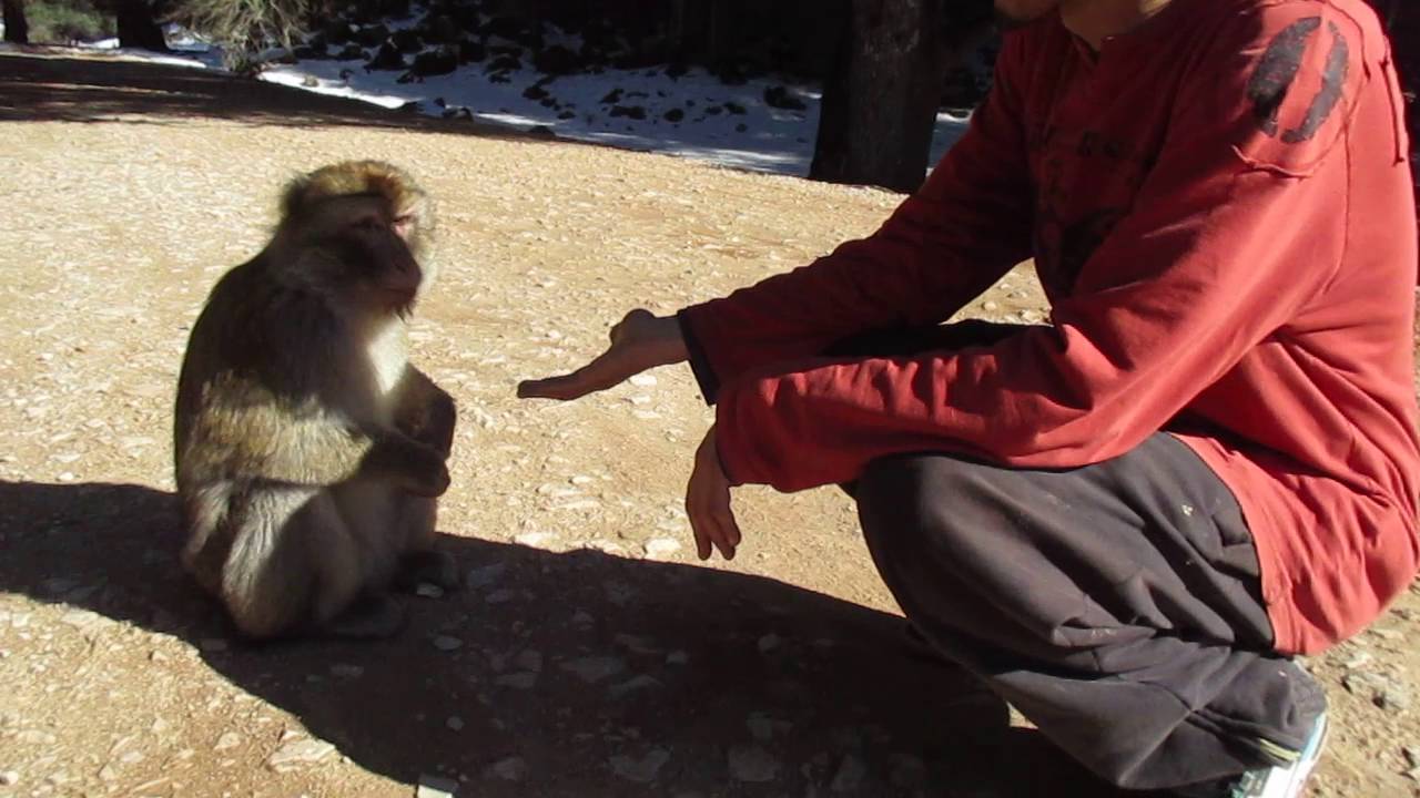 Wally e le scimmie di Azrou ( Marocco )