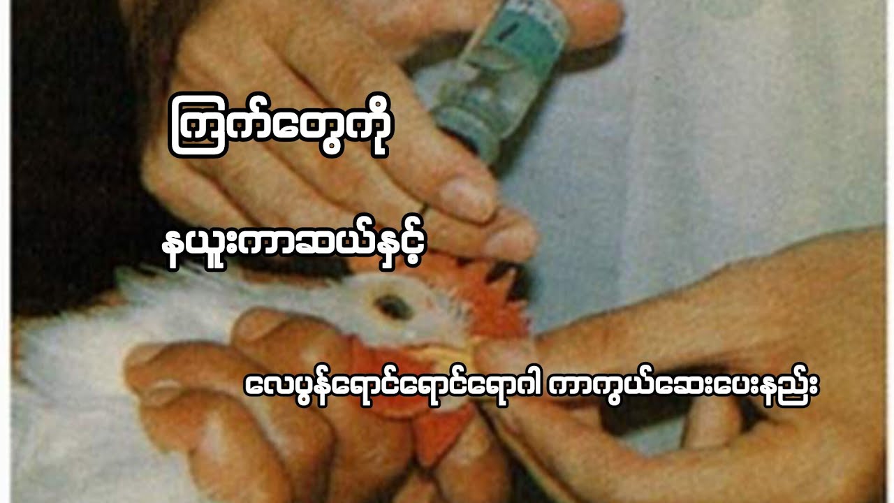 ကြက်တွေကိုနယူးကာဆယ်နှင့်လေပွန်ရောင်ရောဂါကာကွယ်ဆေးပေးနည်း