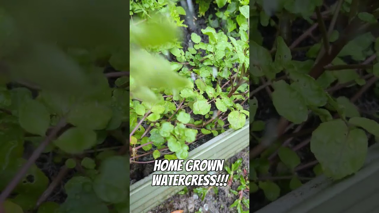 WATERCRESS is growing like CRAZY!!! 🤠🌿