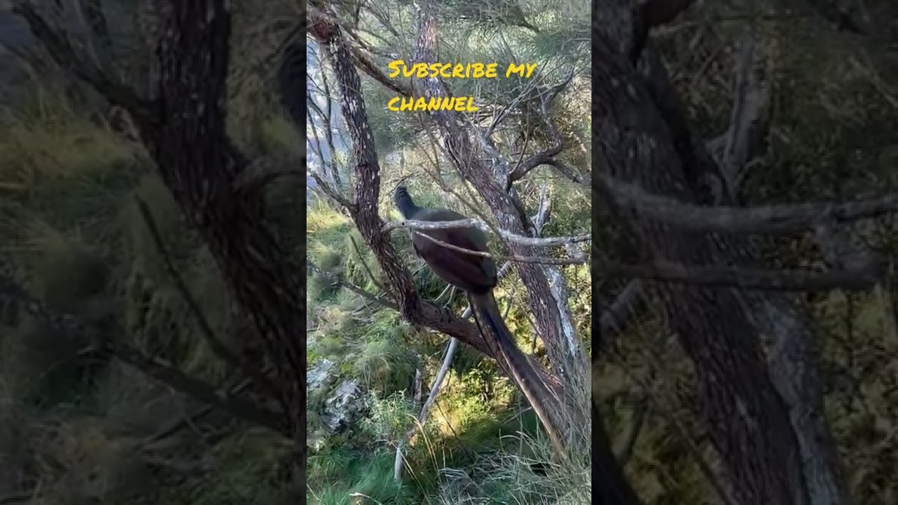 World most beautiful bird song