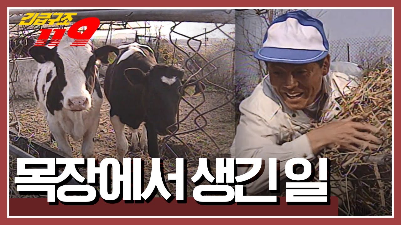 [긴급구조 119] 애지중지 하며 키우던 소가 사라졌다?! '목장에서 생긴 일' KBS 970513 방송