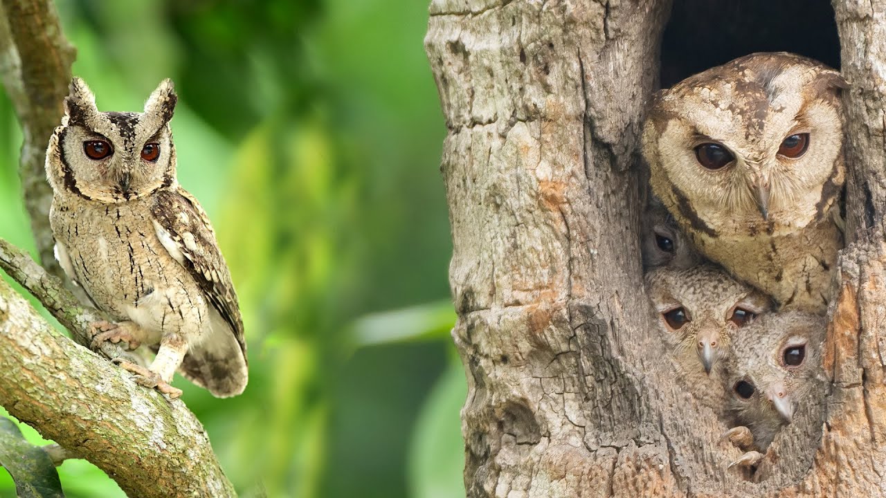Indian Scops Owl with baby | Scops Owl Nest | Scops Owl Call | Wildlife Photography  | #owl #owlnest