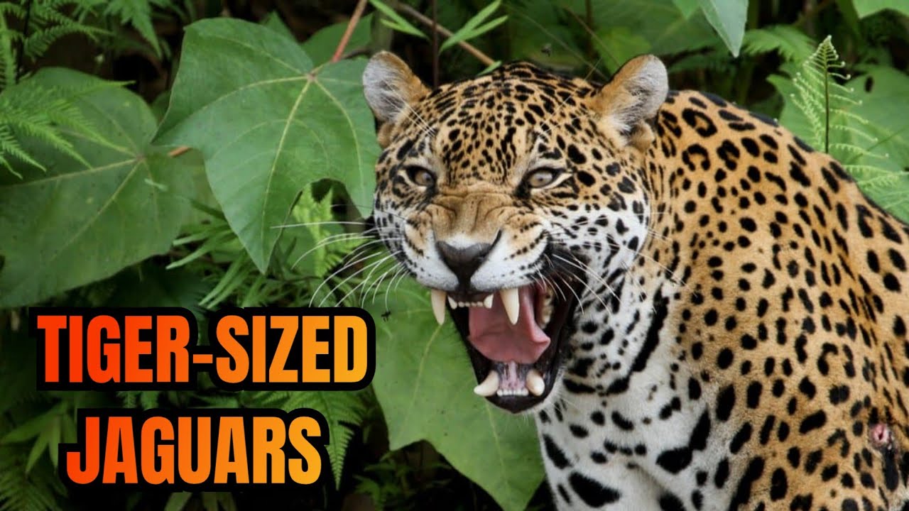 The MASSIVE Jaguars of the Pleistocene