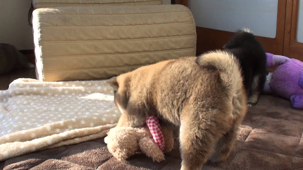 ぬいぐるみは獲物？柴犬の3兄弟です♪