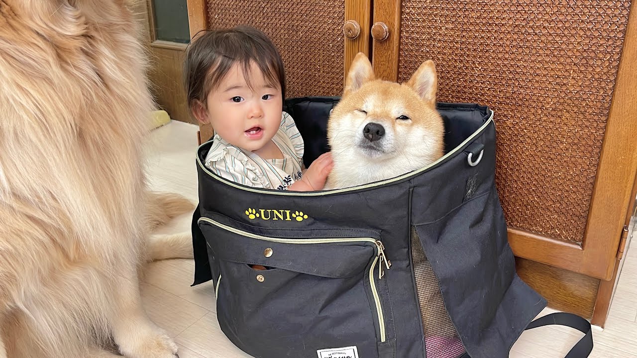 愛犬を病院に連れて行こうとリュックを出したら仲良くリュックに入り込む0歳児と豆柴