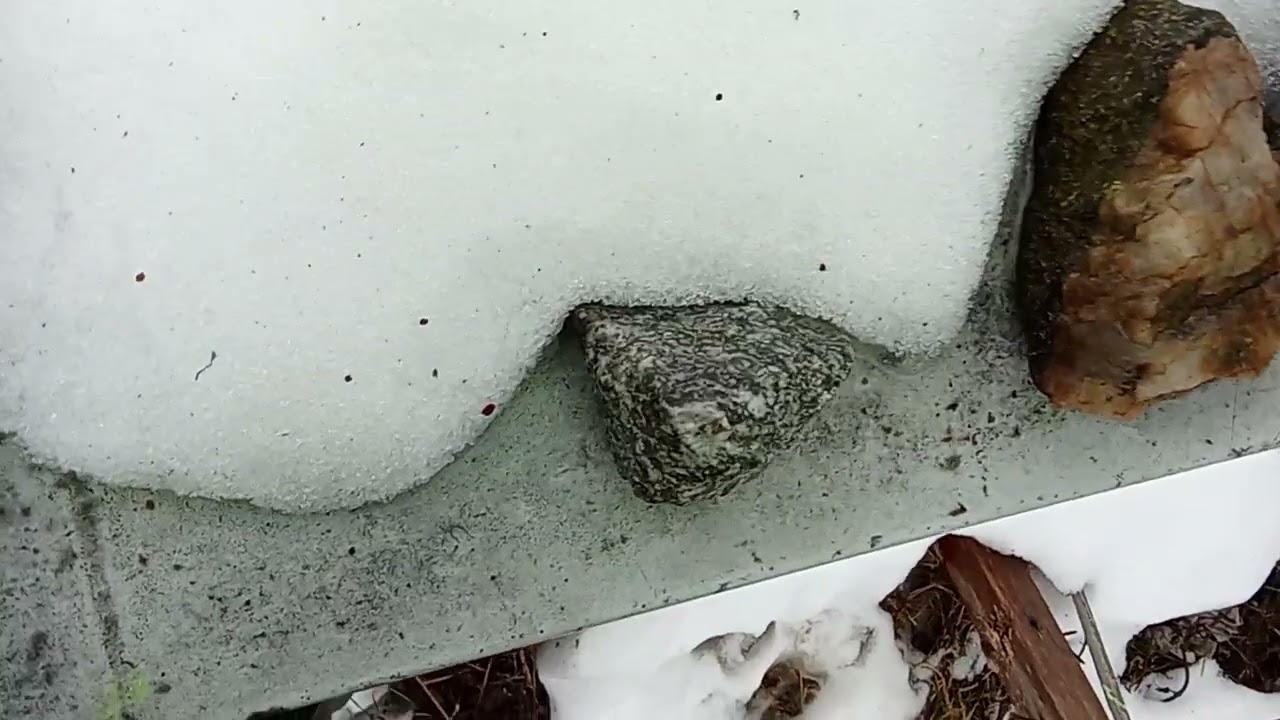  БЕЗПЛОДКИ И  МЕД С ВЕРХУ 