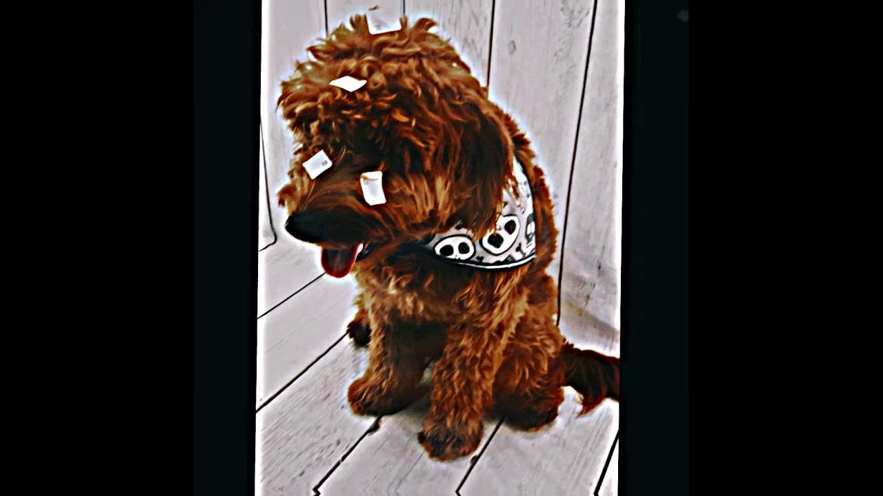 💻 Hardest Worker in the Shop 🐶  #tradingpostpawn #supportlocalbusiness #shopsmallshoplocal