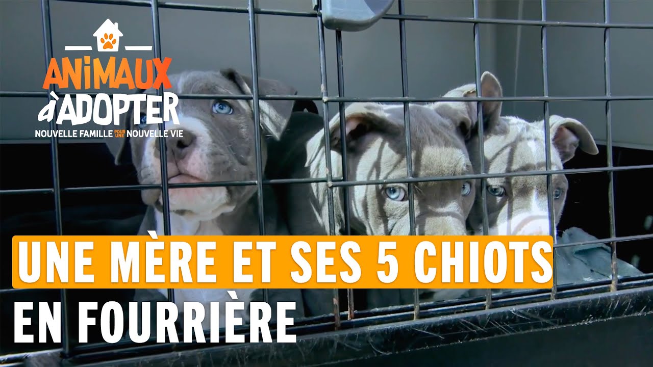 Une mère et ses 5 chiots à la SPA - Animaux À Adopter