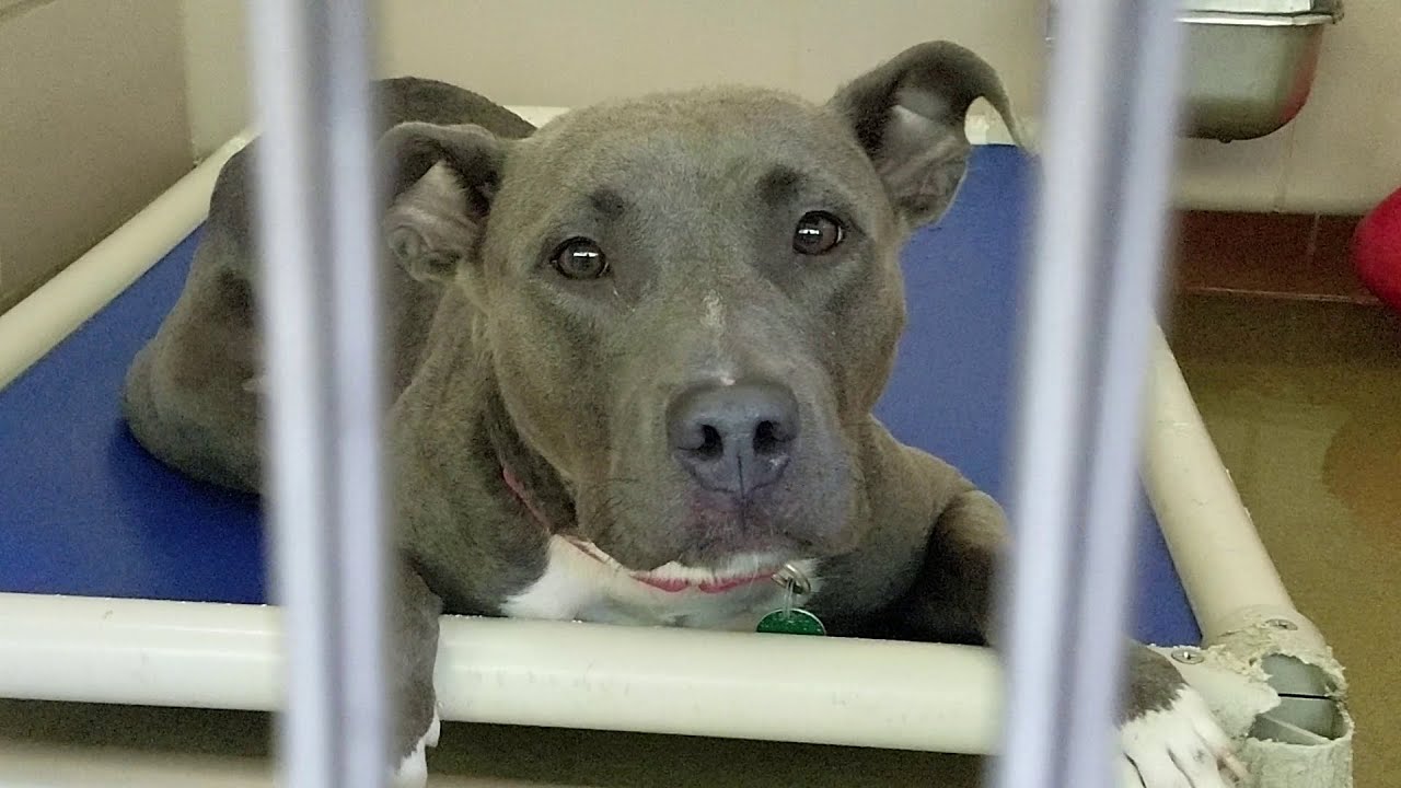 The Friday Shelter Walk At CCAS For The Weekend Of August 20, 2021