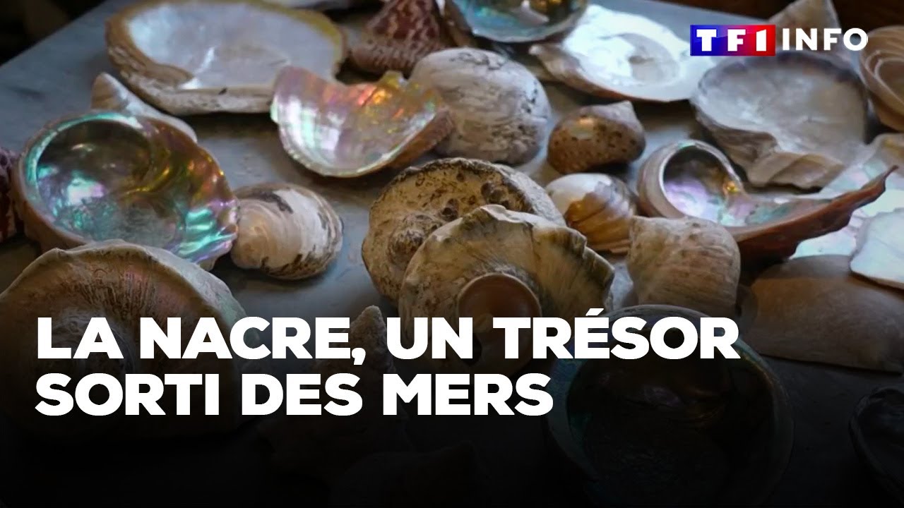 La nacre, un trésor sorti des mers｜TF1 INFO
