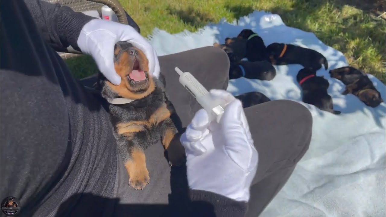 Deworming 2 Weeks Old Rottweiler Puppies