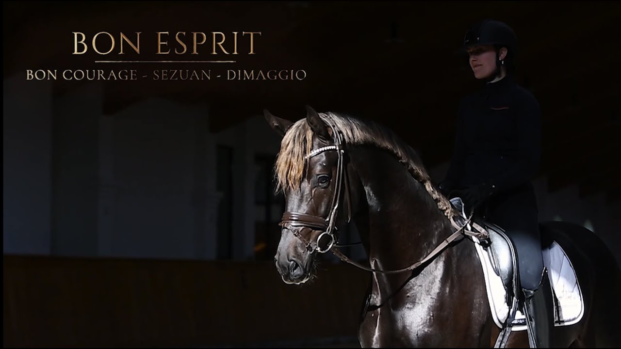 Hengst Bon Esprit (Bon Courage - Sezuan - Dimaggio) 2023