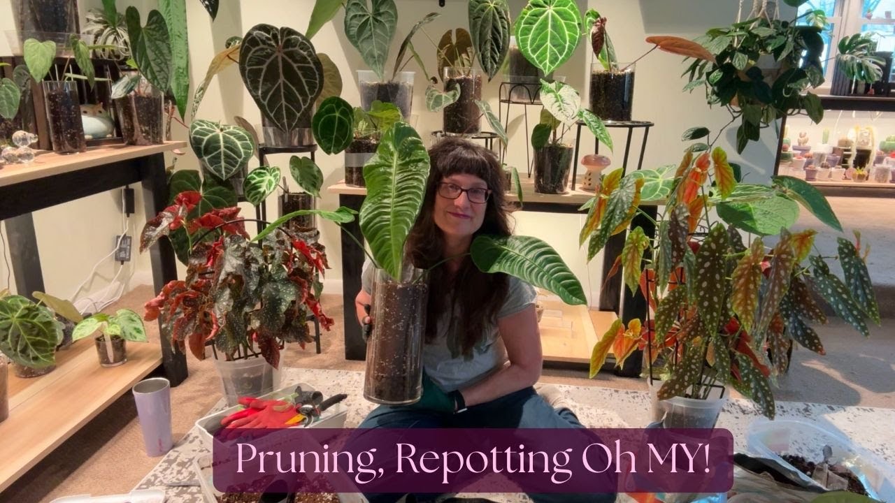 Anthurium King Veitchii & Doc Block Brown Derby x Purple Rain Repot + Begonia Pruning