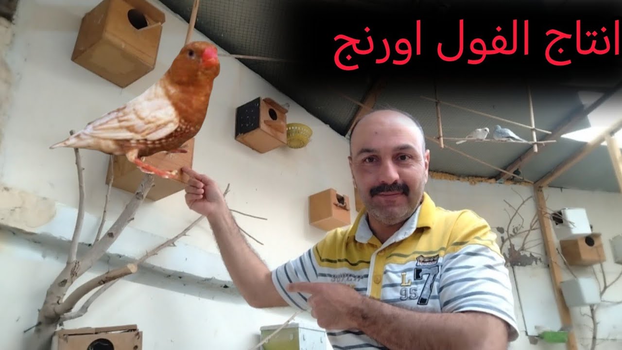 انتاج الفناجس فول اورنج