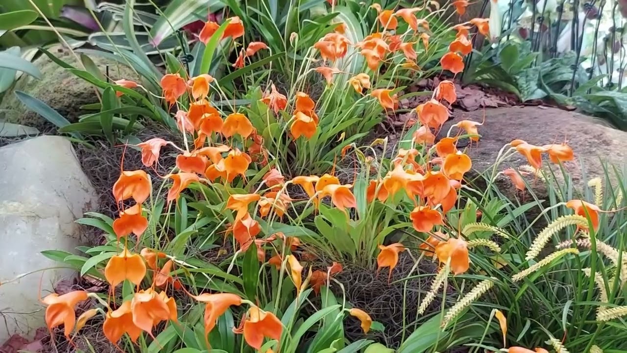 Palavras de Emmanuel, Emmanuel, Medicina do Futuro