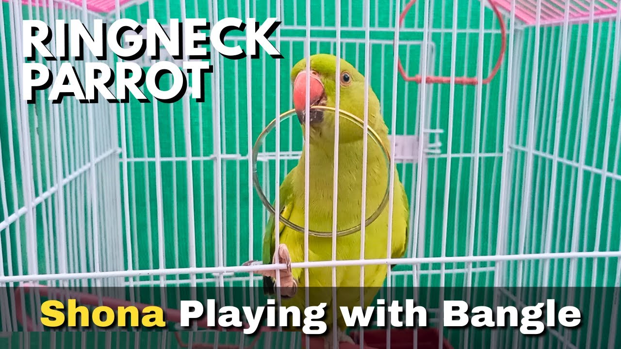 Shona Ringneck Parrot Playing with Bangle