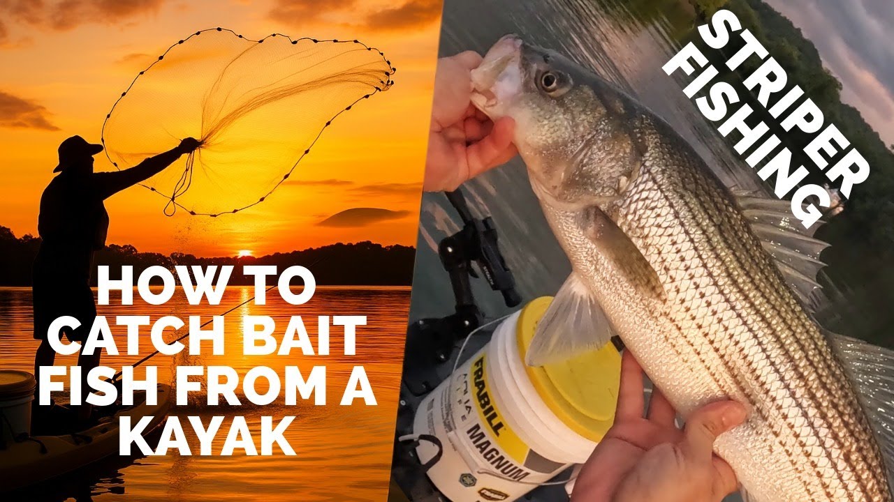 How to Catch Live Bait from a Kayak (Then Catch a Big Striper!)