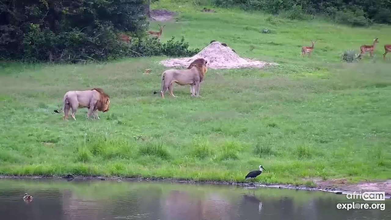 Lions: Two males visit. No collar, first visit?. Tembe: Nov 26 2022,  7:55 AM SAST, explore.org