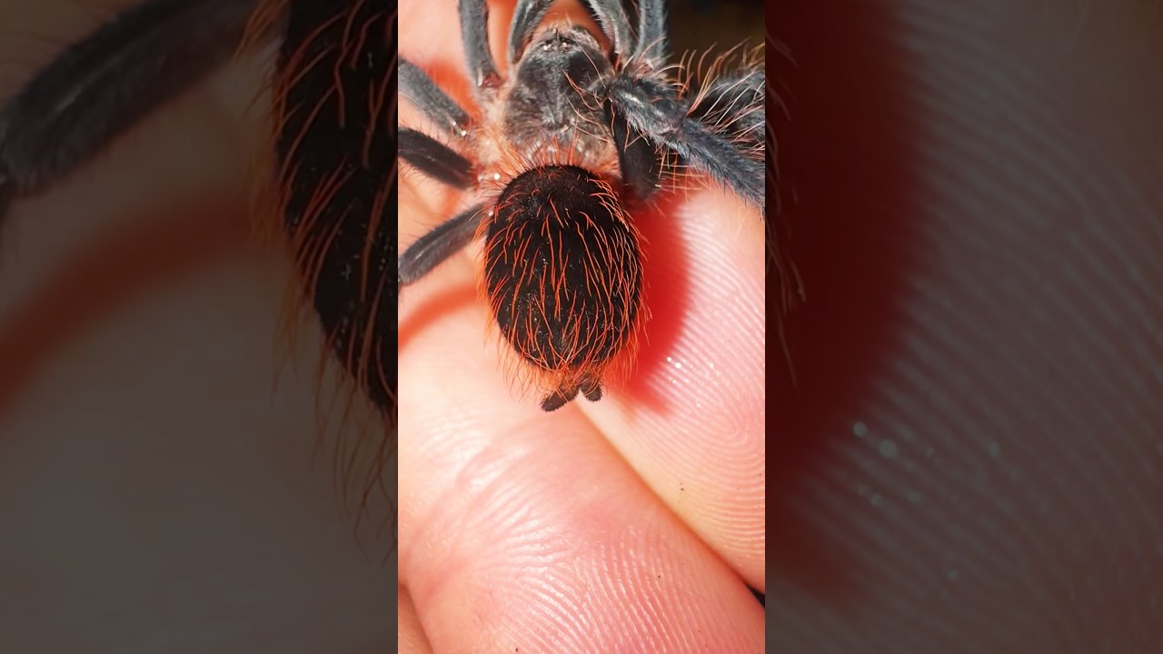 Mexican Red Rump Tarantula! #shortsvideo #spider #tarantula