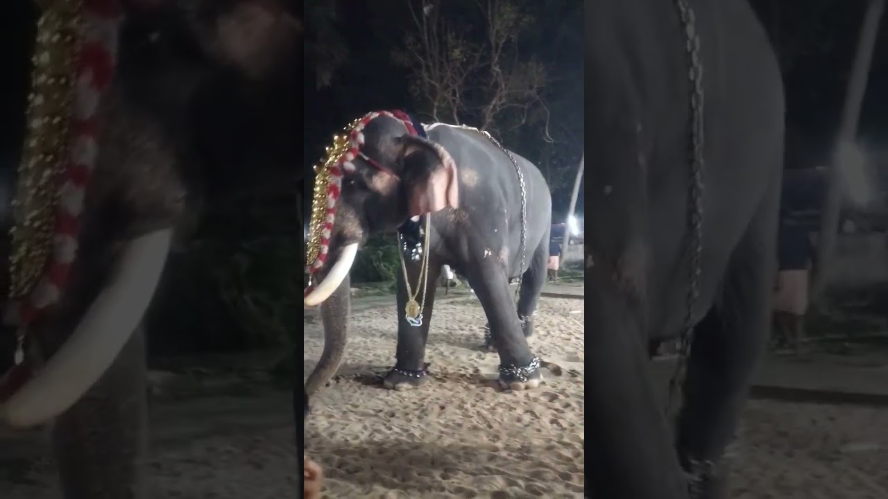 Hathi #elephant #anapremi #anapremikal #aana#haathi #hathiraja