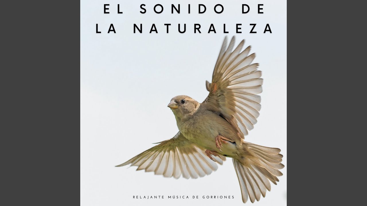 Sonidos De Grillo