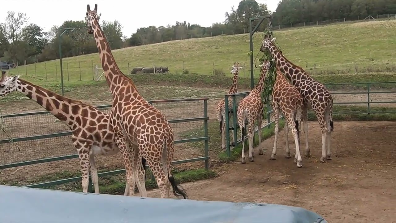 Port Lympne Reserve, Giraffe Lodge