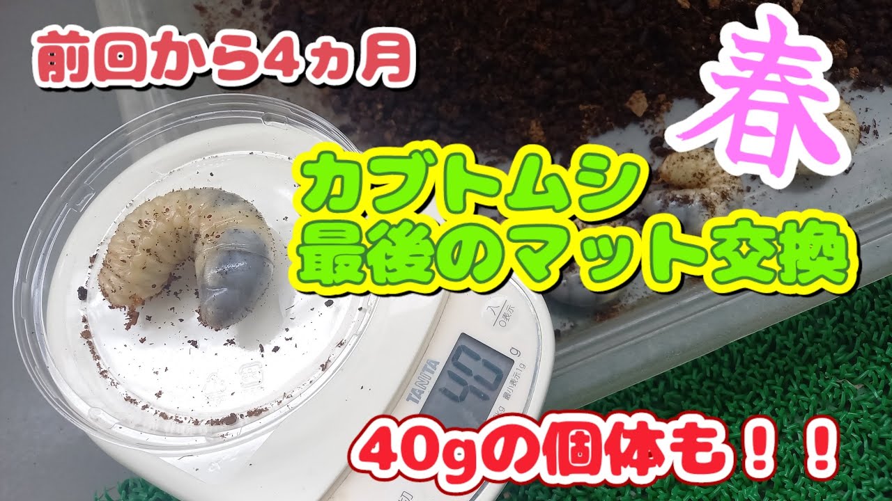 カブトムシ幼虫、最後のマット交換！！