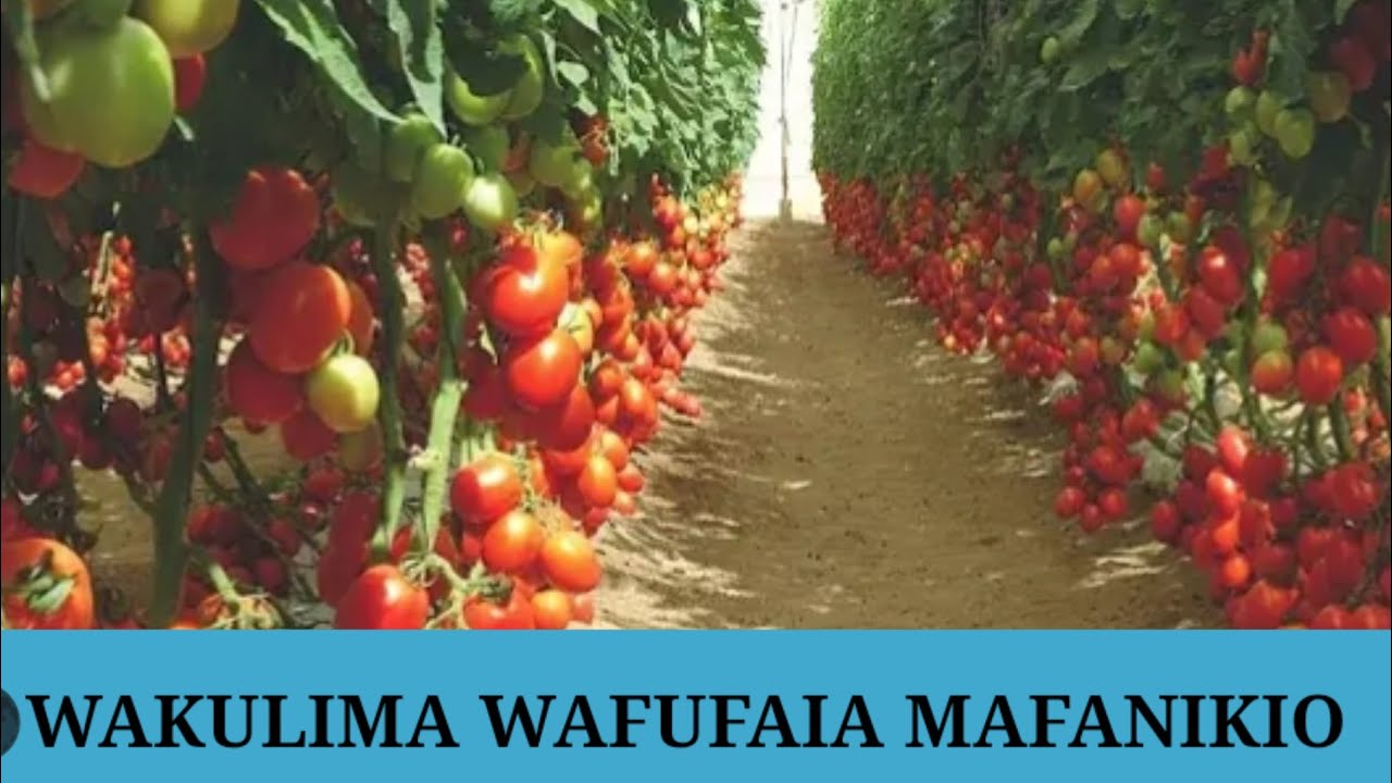 🌑KILIMO CHA NYANYA CHAWANUFAISHA WAKULIMA ILULA