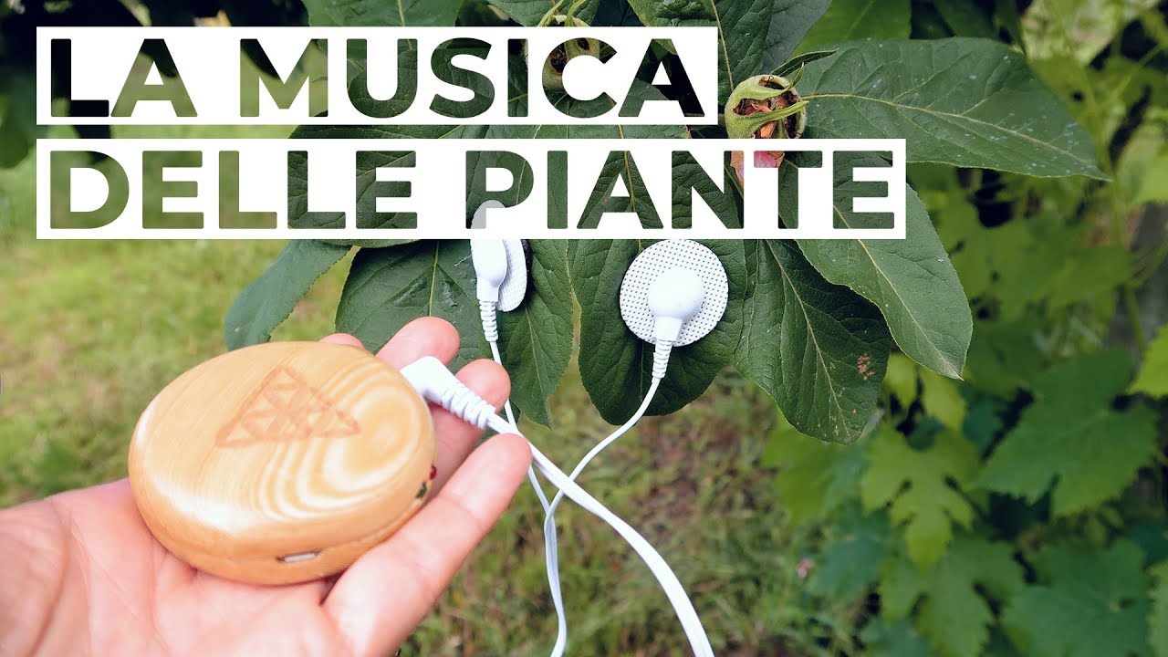 LA MUSICA delle PIANTE. Sinfonie dal Bosco