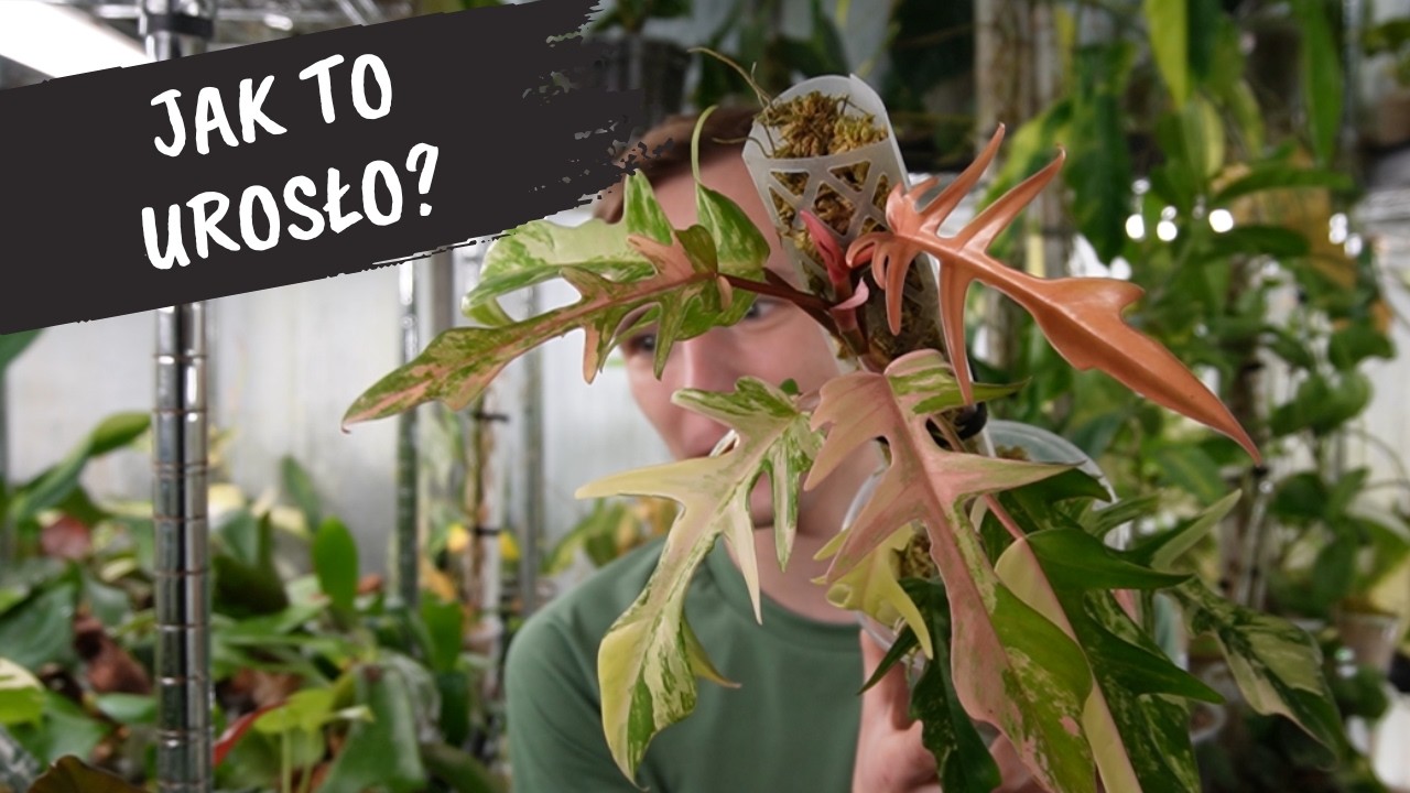 Nowe przyrosty | Philodendron Florida Beauty x Tortum oraz inne roś&diams;liny z growboxa