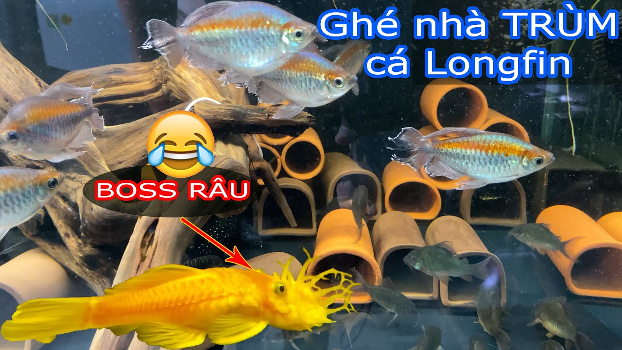 Ghé nhà TRÙM cá Longfin cực đẹp ăn rêu hại hồ thủysinh-Visit the owner of longfin fish-Góc Thủy Sinh